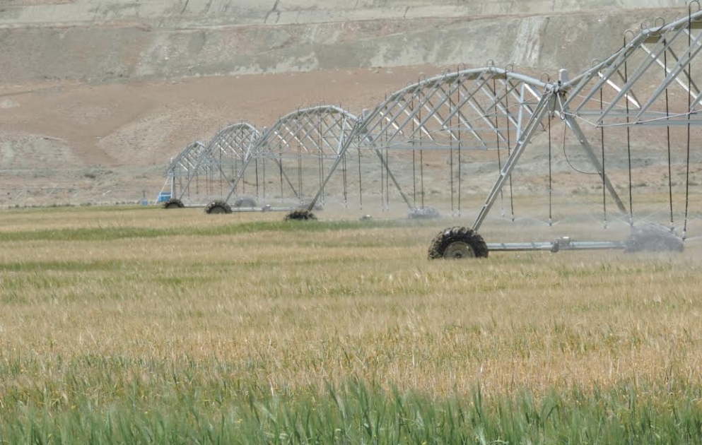 Xızıda yeni suvarılan 800 hektara yaxın sahədən ilk dəfə məhsul toplanacaq