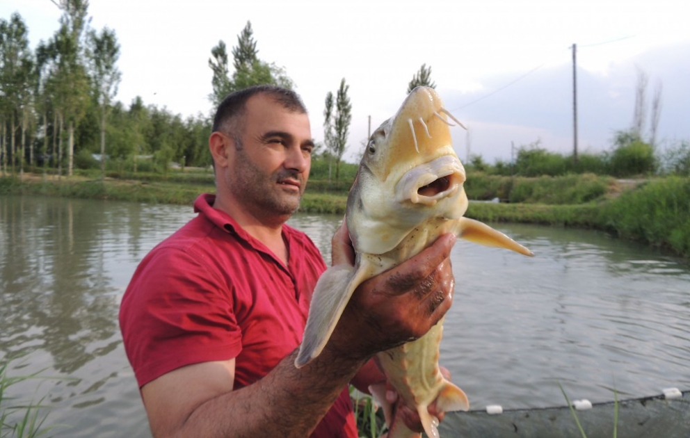 Bərdədə istehsal olunan qara kürü xarici bazara çıxarılacaq