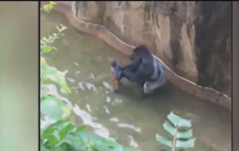 ABŞ-da zooparkda 4 yaşlı uşaq qorillanın yuvasına düşüb