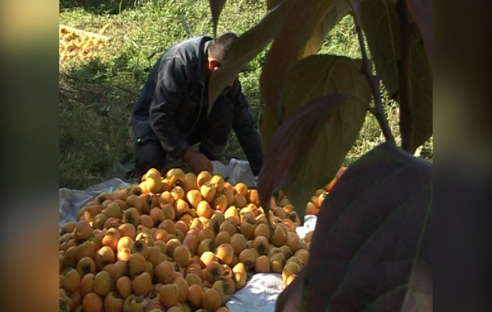 Alimlər emal sənayesinin inkişafı üçün elmi yenilikləri açıqlayıblar