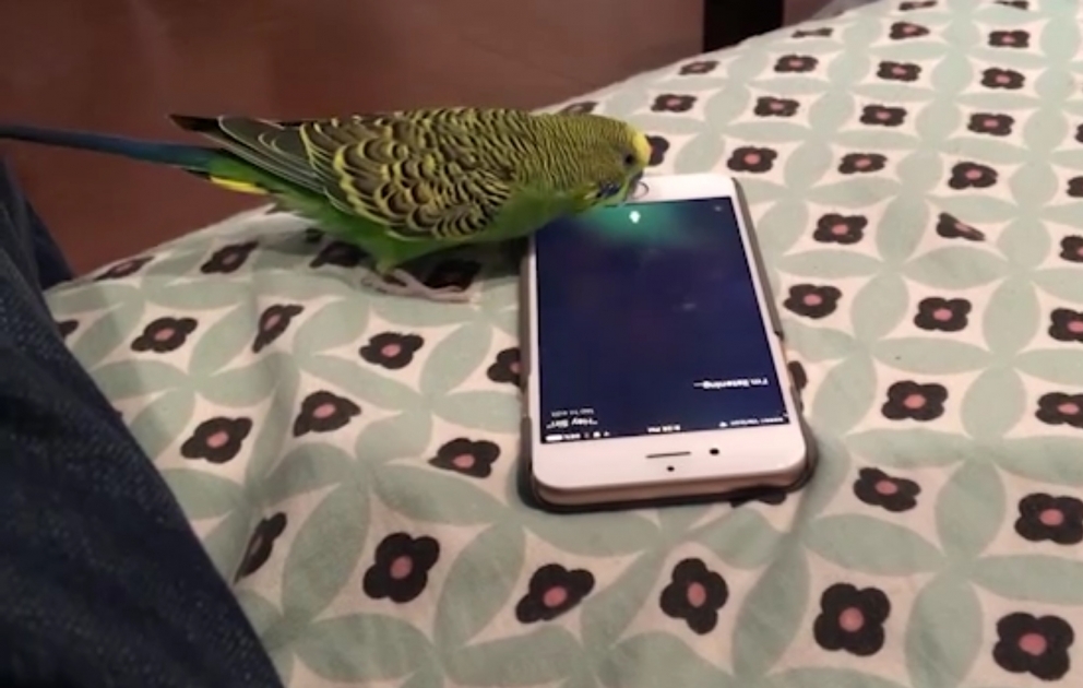 Попугай общается с Siri