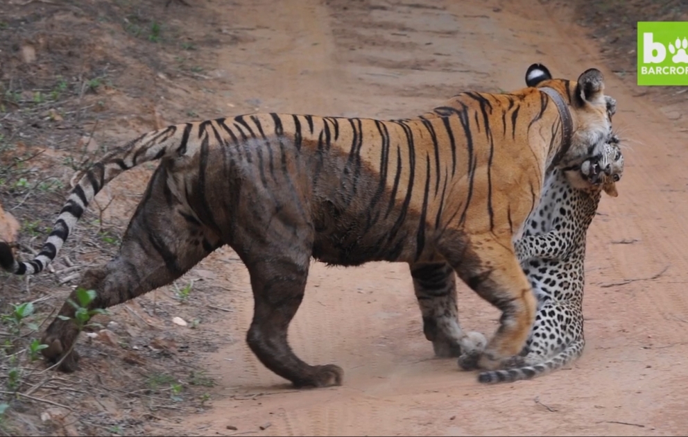 Hindistan: pələnglə leopardın tutaşması - Leopard məğlub oldu