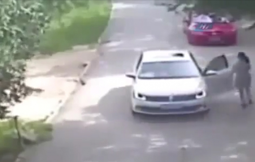 Çində pələng insanlara hücum etdi: 1 ölü, 1 yaralı