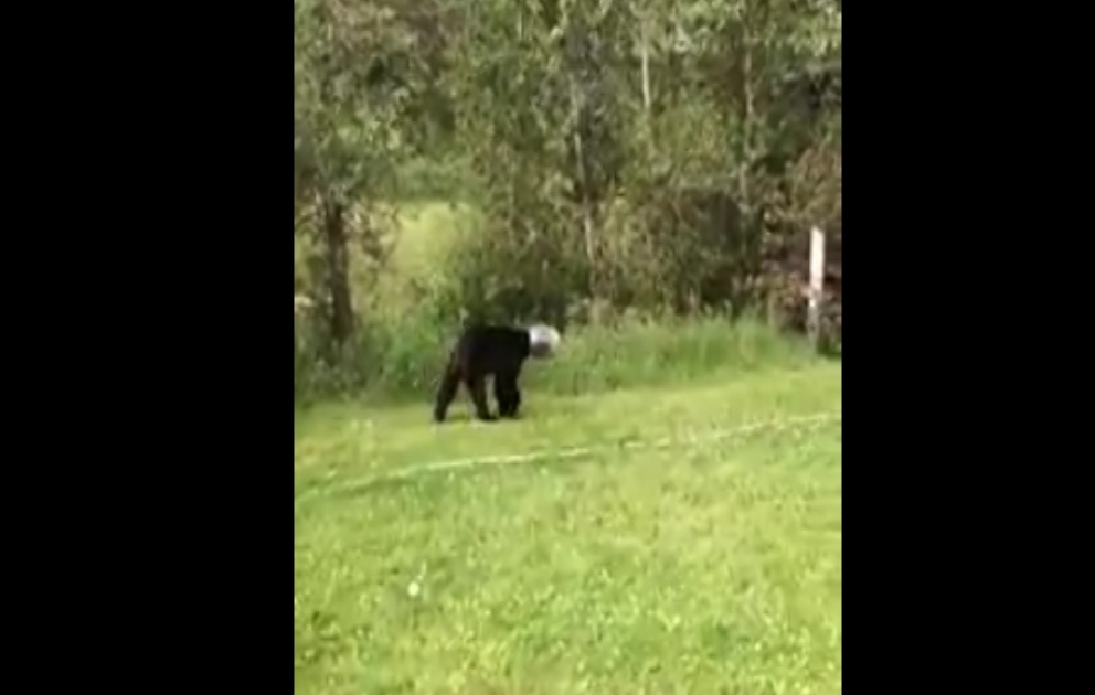This unfortunate bear in Colorado had been seen walking around with a jar stuck on his head for over a week