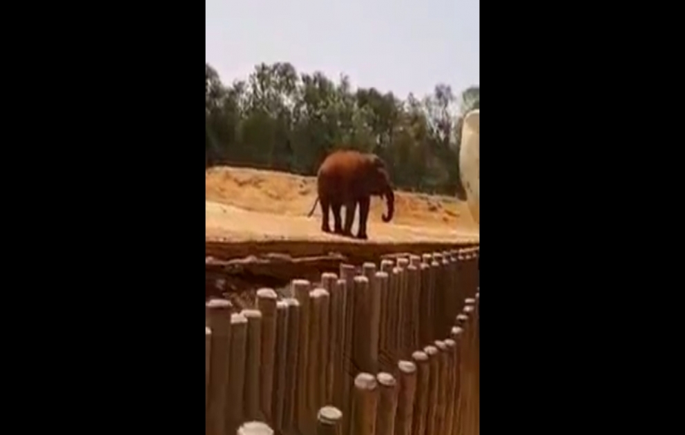 Mərakeş zooparkında faciə: fil daşı uşağın başına atdı