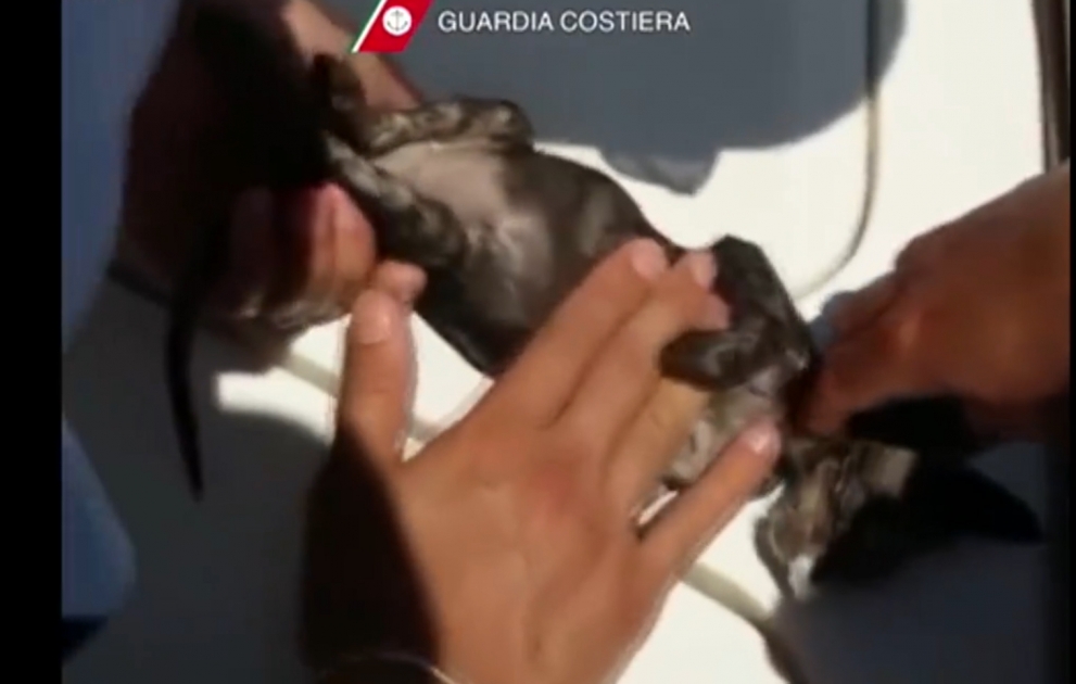 Italian coastguard resuscitate drowning kitten through mouth to mouth