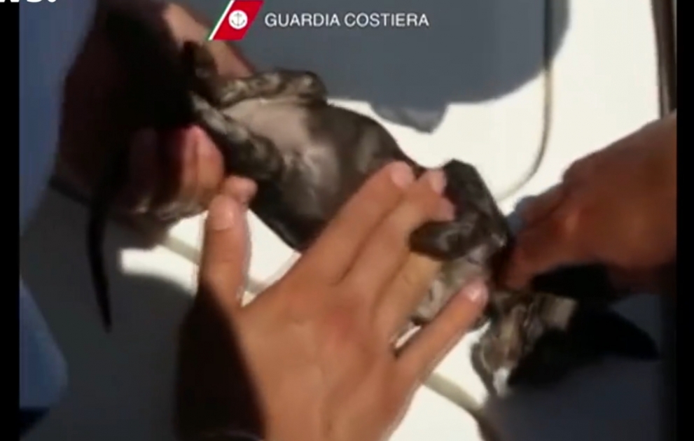 Un chaton ramené à la vie par des gardes-côtes italiens