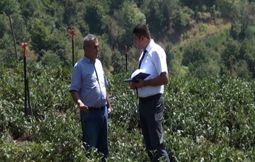 Masallıda 100 hektar ərazidə çay plantasiyası salınıb