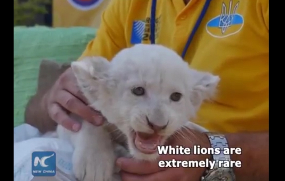 Rare white lion quintuplets debut at zoo in Ukraine