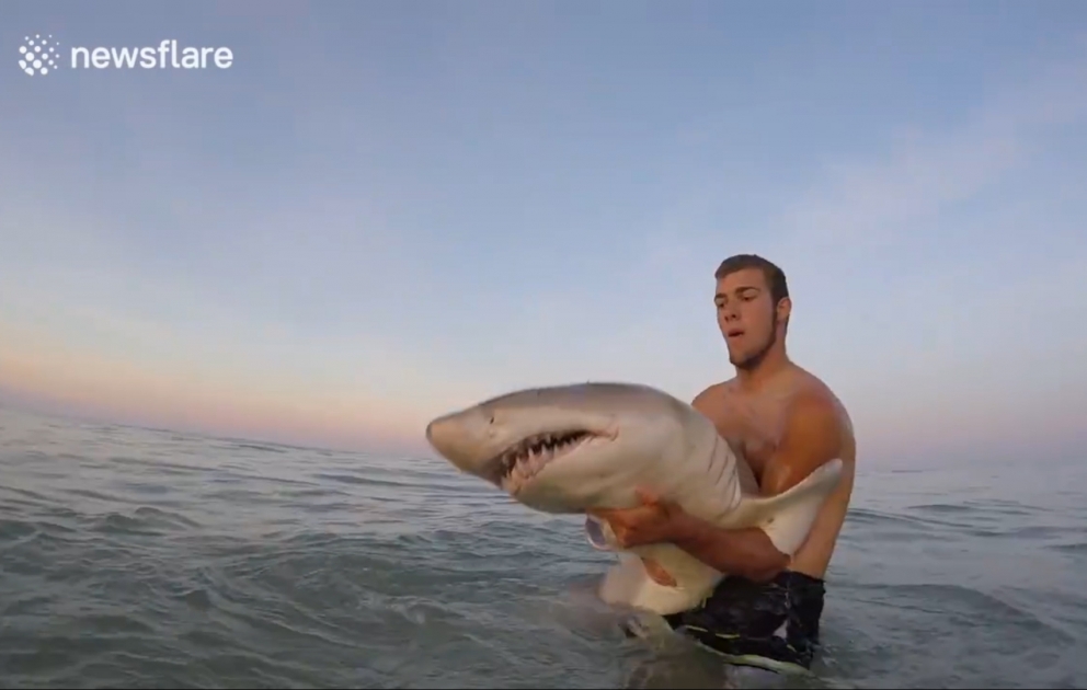 Kind man helps exhausted shark back into water