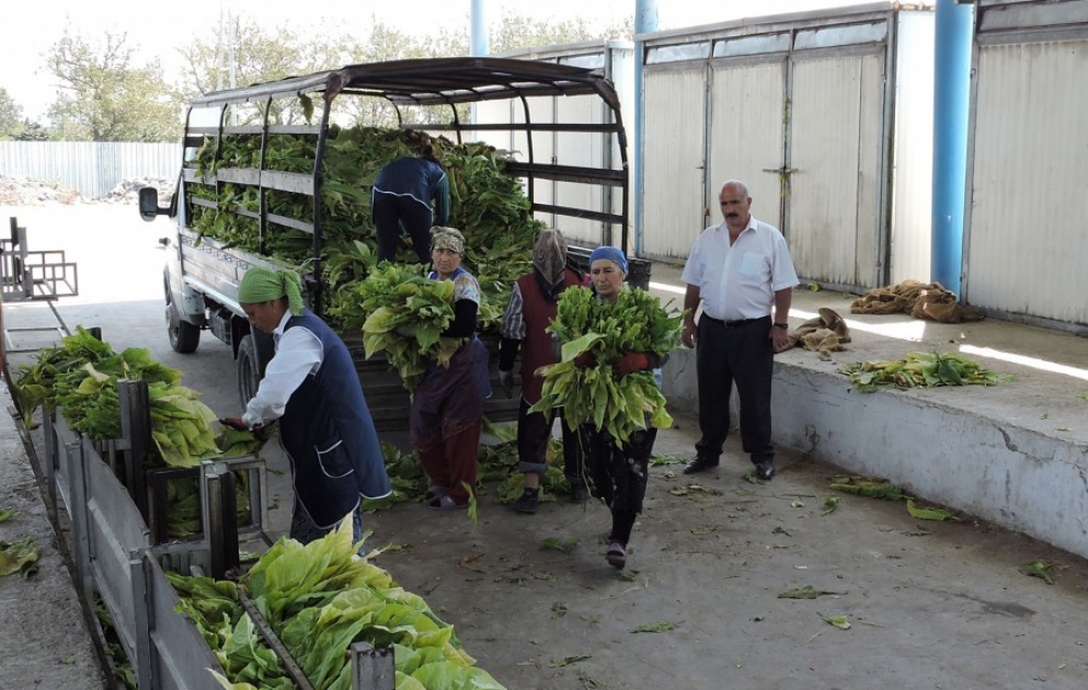 Zaqatalada tütün yığımına başlanılıb