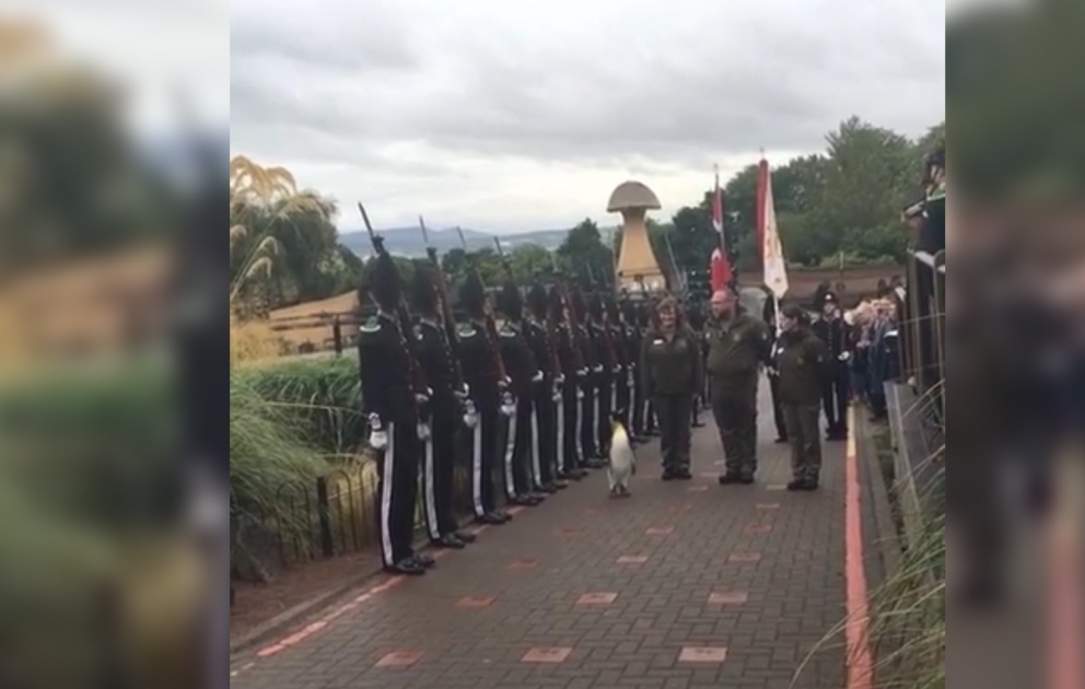 Knighted king penguin becomes a brigadier