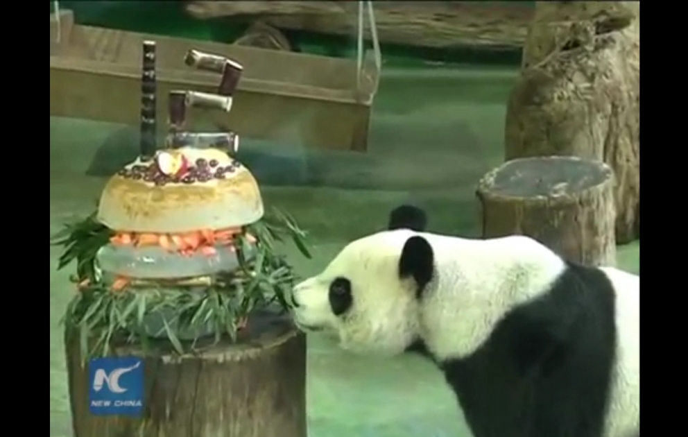 Çində Yuan-Yuan adlı panda 12 yaşını belə qeyd etdi
