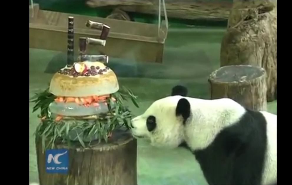 Yuan Yuan celebrates her 12th birthday