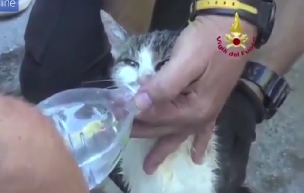 Kitten rescued alive after six days hidden in Amatrice rubble