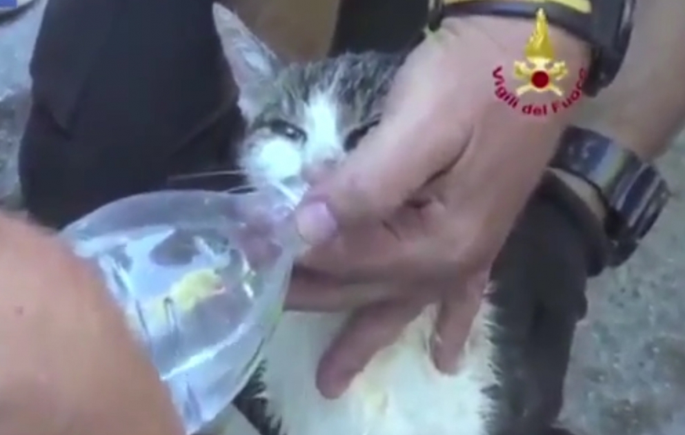 Un chat sauvé des décombres 6 jours après le séisme en Italie