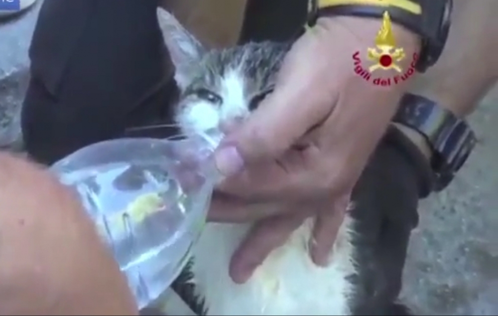 Кошку спасли из-под завалов спустя 6 дней