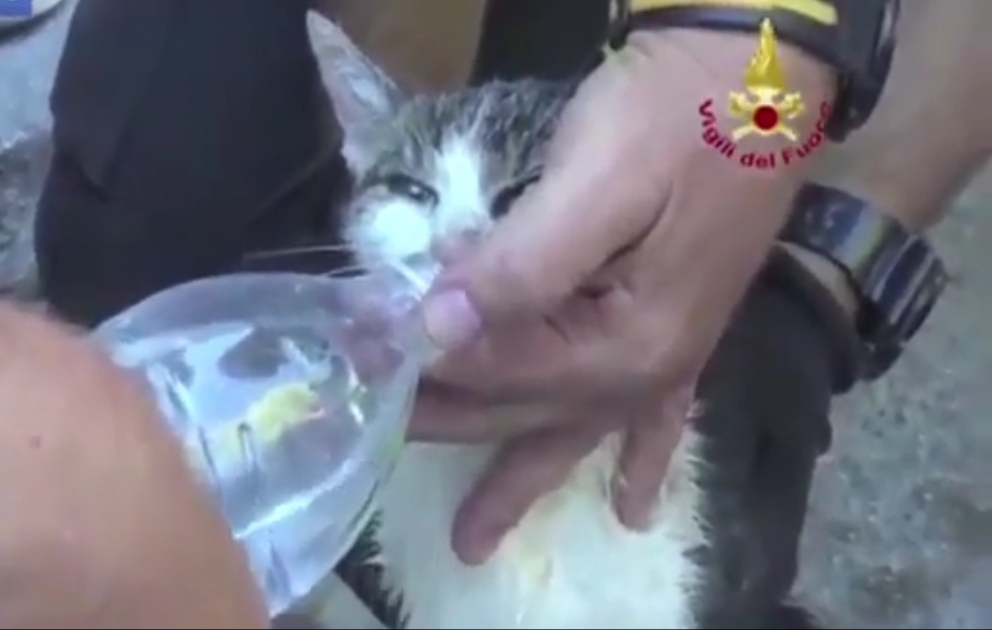 Katze nach sechs Tagen aus Trümmern gerettet