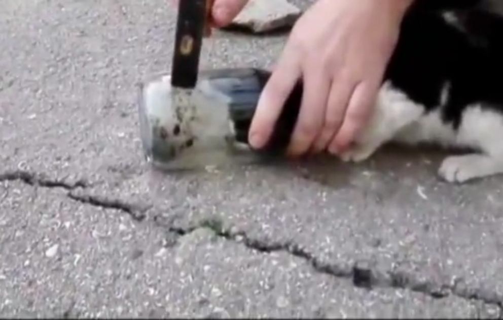 Cat whose head was stuck in jar was saved by Azerbaijani boys