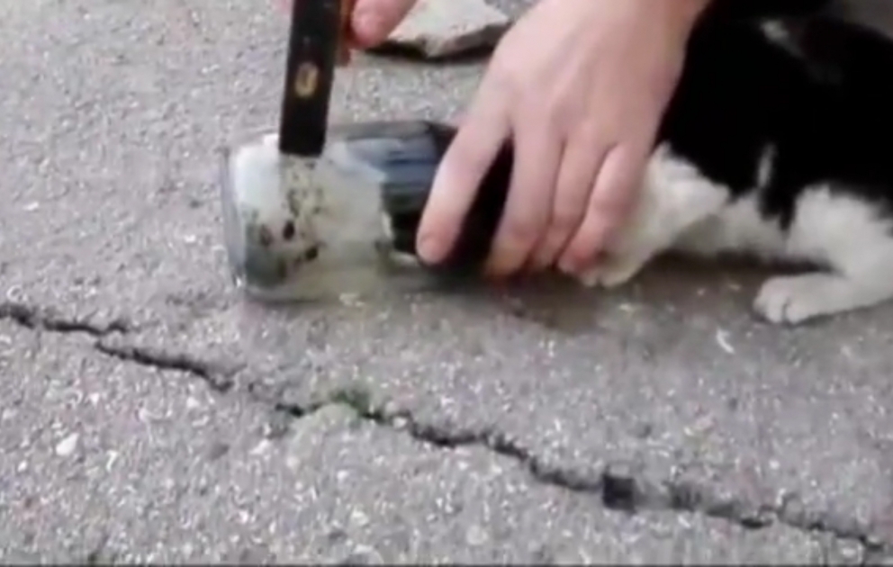 Azerbaïdjan: un chat coincé dans un pot est sauvé