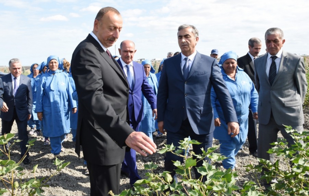 Prezident İlham Əliyev Salyanda pambıq sahələrinə baxıb