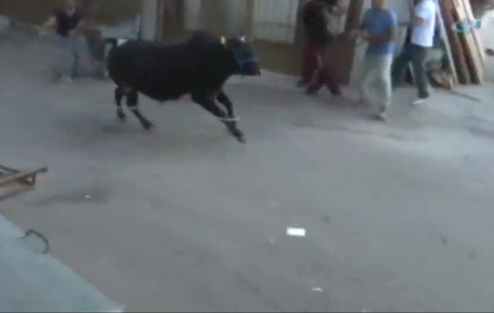 Qurbanlıq öküz şəhərdə insanların üstünə cumdu