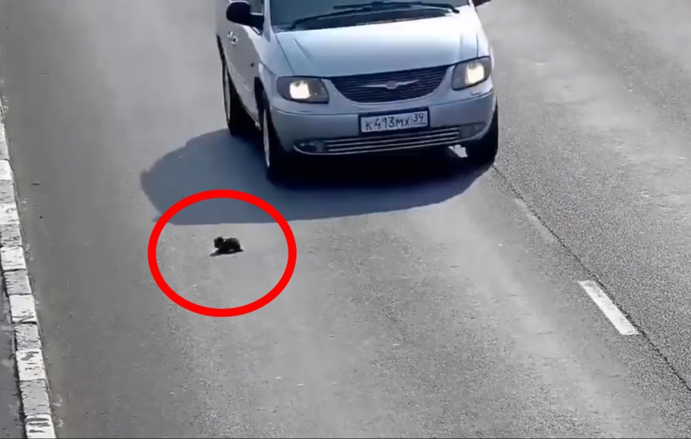 Yolun ortasında qalan pişik balası belə xilas edildi