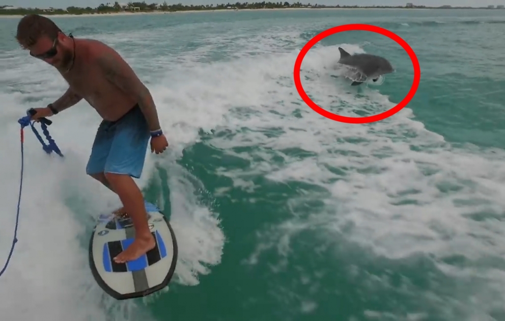Wakesurfing with a dolphin
