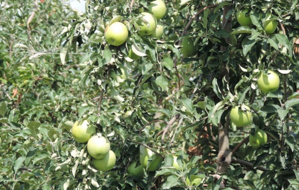 Qusarın intensiv meyvə bağlarında məhsul yığımı davam edir