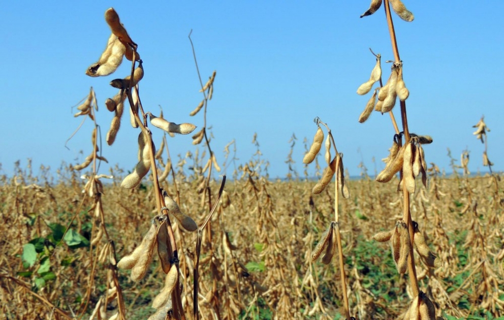 Soya bitkisi əkinləri ölkəmizdə çoxaldılır