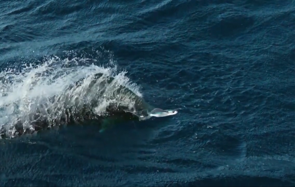 One filmmakers on capturing some of the most incredible flying fish footage ever