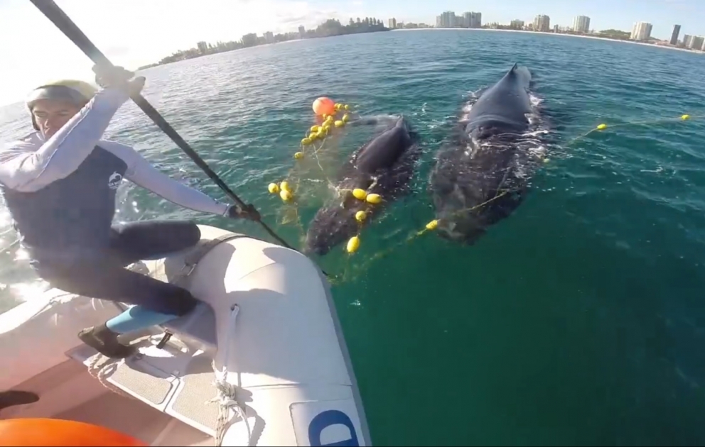 Deux baleines prises au piège dans un filet anti-requins sont sauvées