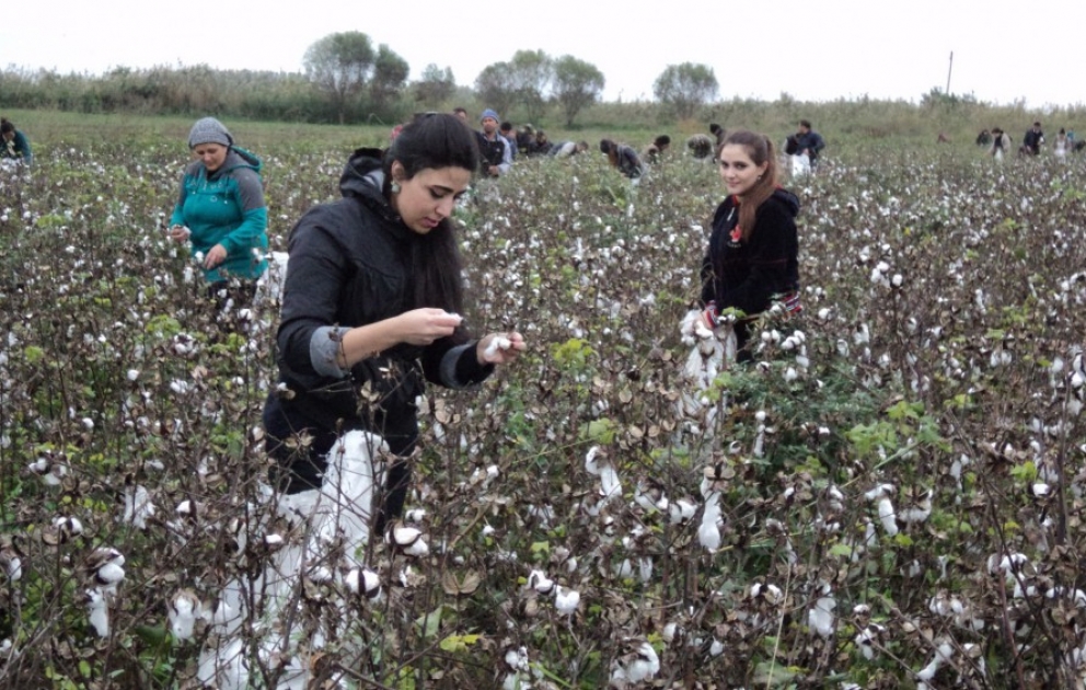 Beyləqanlı pambıqçılara dəstək aksiyası