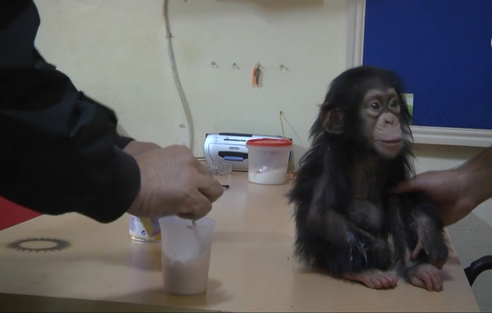Zooparkda balaca şimpanzeyə xüsusi qulluq göstərilir