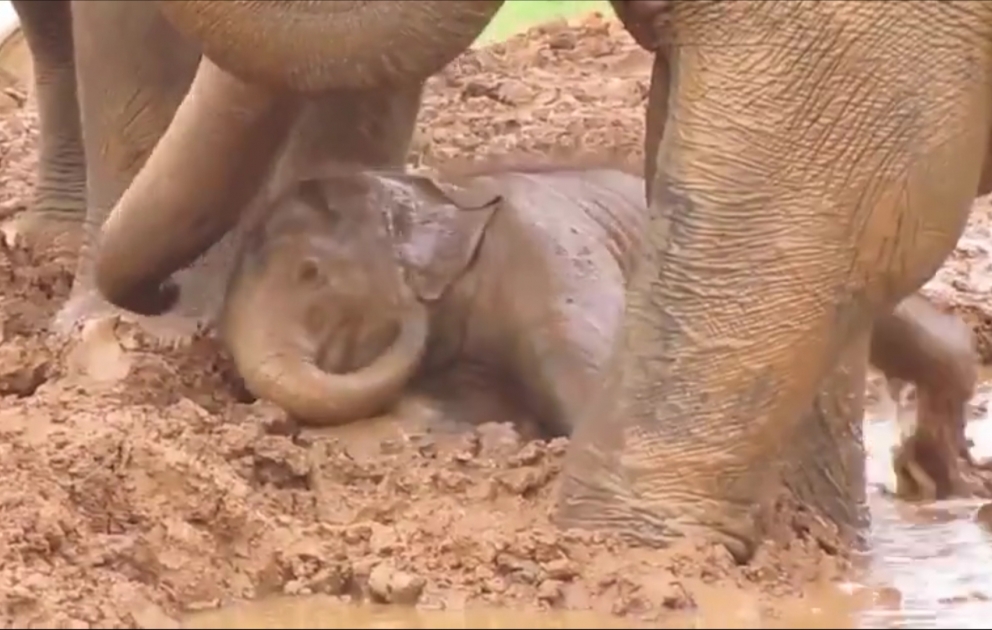 İnternetdə ən çox izlənilən video