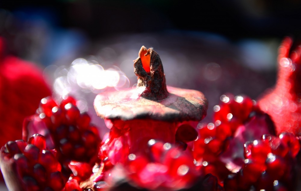 Goychay hosts pomegranate festival