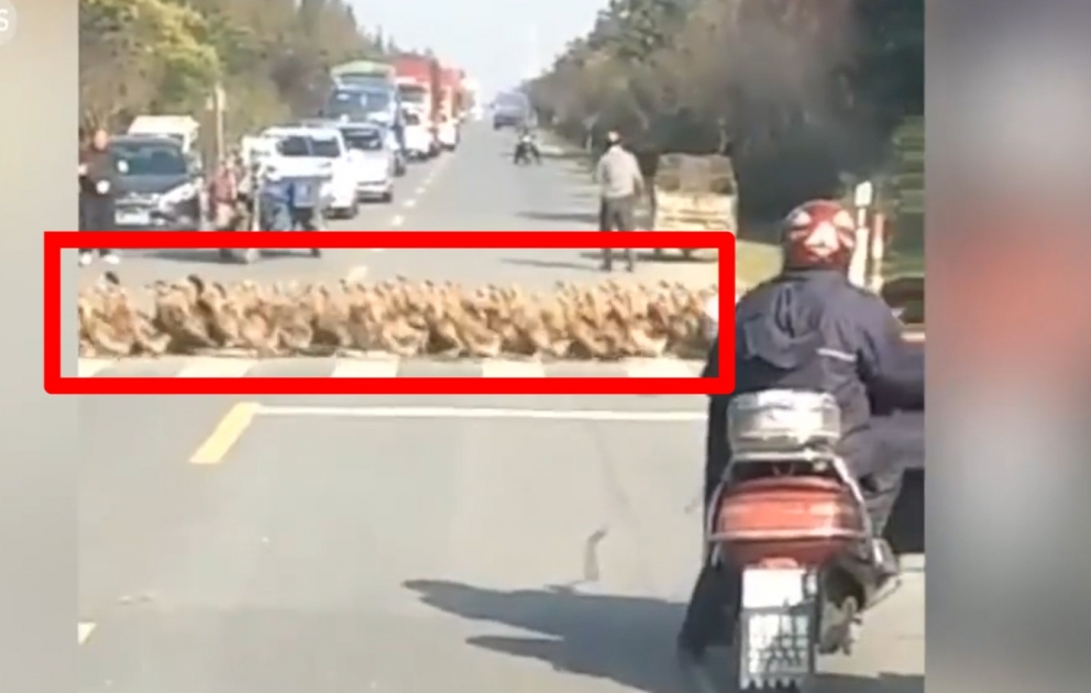Hundreds of ducks crossed the road simultaneously in Harbin