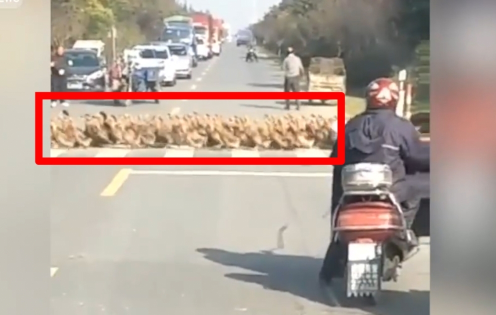 Chine: traversée de canards