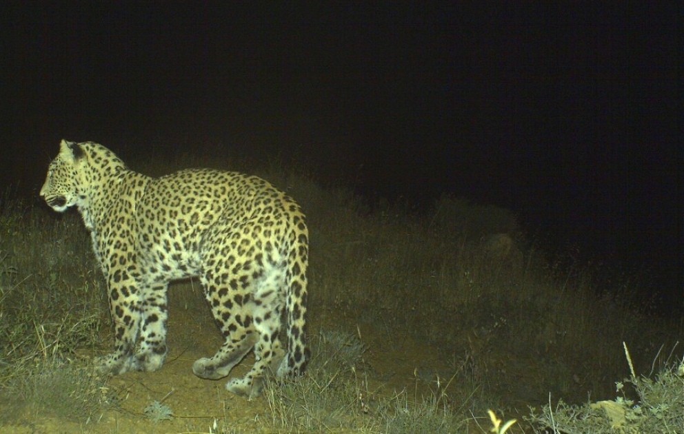 Five leopard cubs born in Azerbaijan