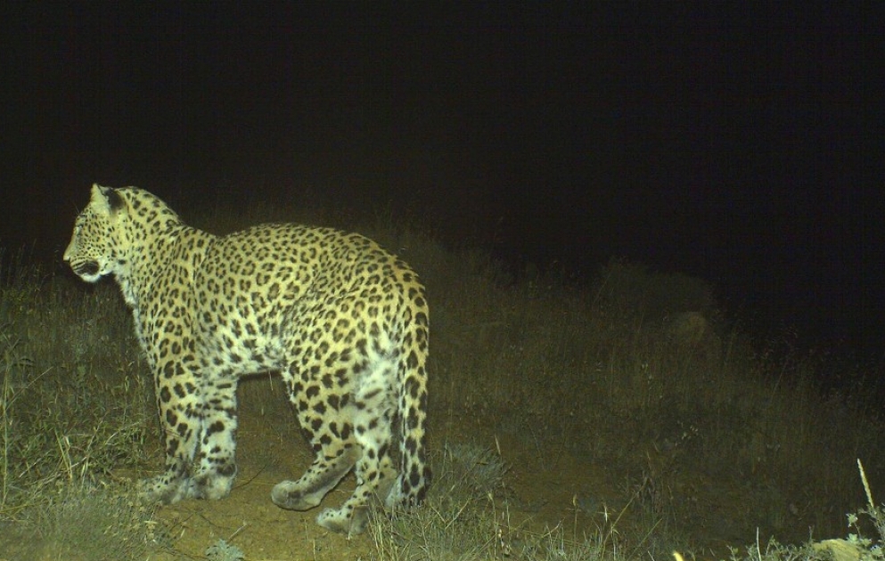 Cinq bébés léopards nés en Azerbaïdjan cette année
