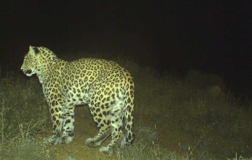 In diesem Jahr in Aserbaidschan noch 5 Leopardenjunges geboren