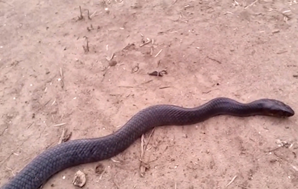 This is the incredibly bizarre and rare moment that a snake feigns death to deter potential predators.