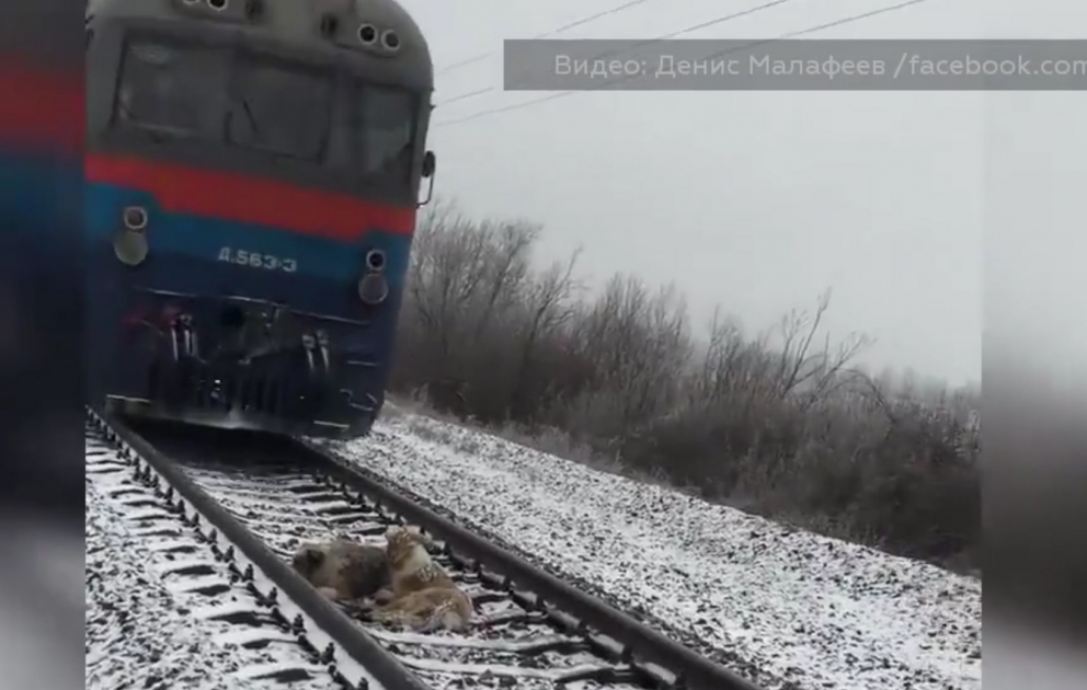 Пес двое суток не отходил от покалеченной подруги