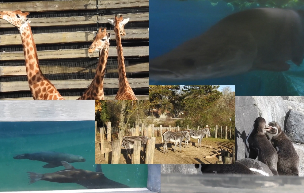 Paris zooparkına səyahət