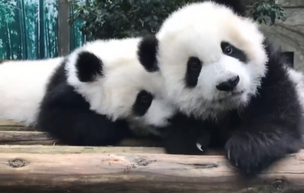 Çin zooparkında əkiz panda balalarının ilk nümayişi olub
