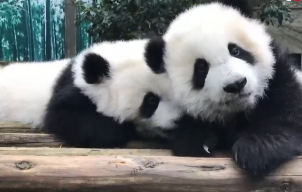 Panda twin cubs make debut at China zoo​