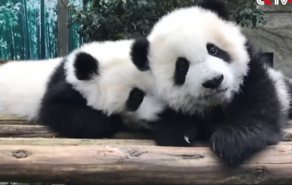 Deux bébés pandas font leurs premiers pas dans un zoo en Chine