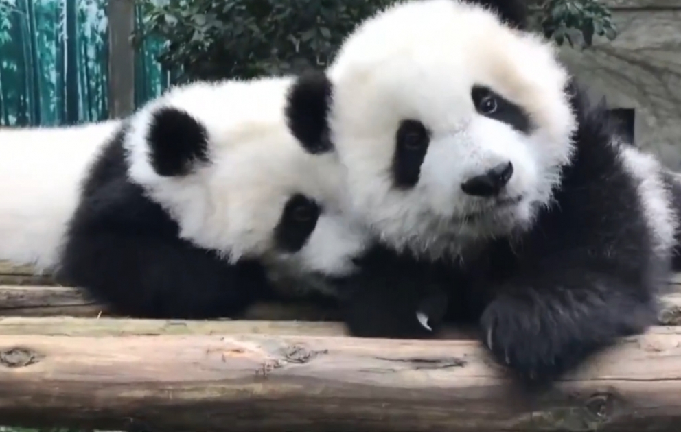 In China neugeborene Panda-Zwillinge vorgestellt