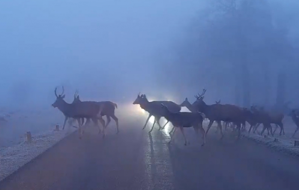 Playful deer herd stops traffic on third day of freezing fog in London