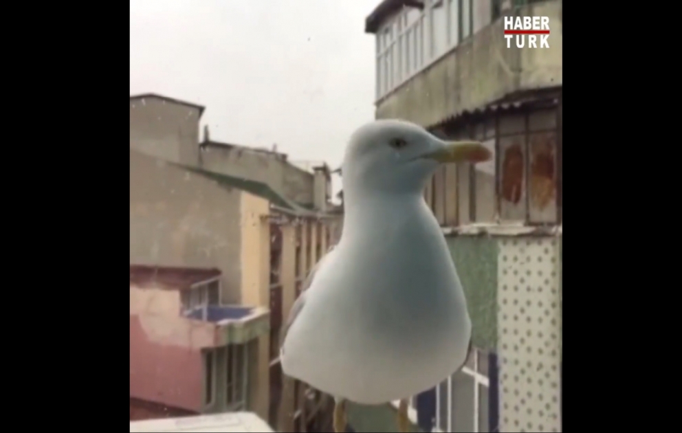 Ac olanda gəldiyi evin pəncərəsini döyən qağayı